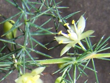 Asparagus acutifolius